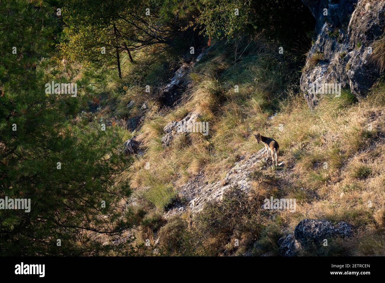Junger spanischer Steinbock auf dem Hügel Stockfoto