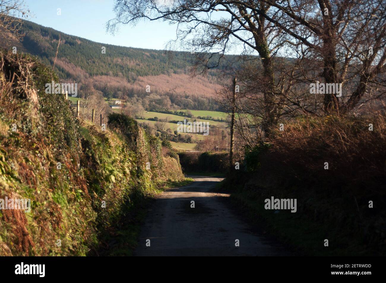 Kleine Landstraße, Kilbrannish South, County Carlow, Irland, Europa Stockfoto
