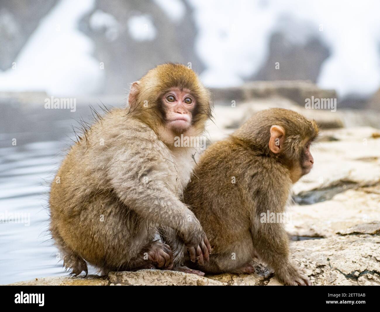 Ein Paar junger japanischer Makaken oder Schneemaffen, Macaca fuscata, sitzen zusammen auf den Felsen neben den heißen Quellen im Jigokudani Monkey Park, Nagano Stockfoto