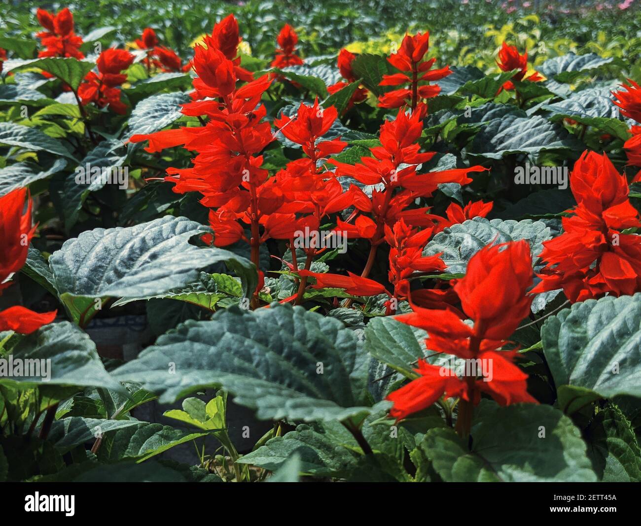 Nahaufnahme des indischen Pinsels Stockfoto