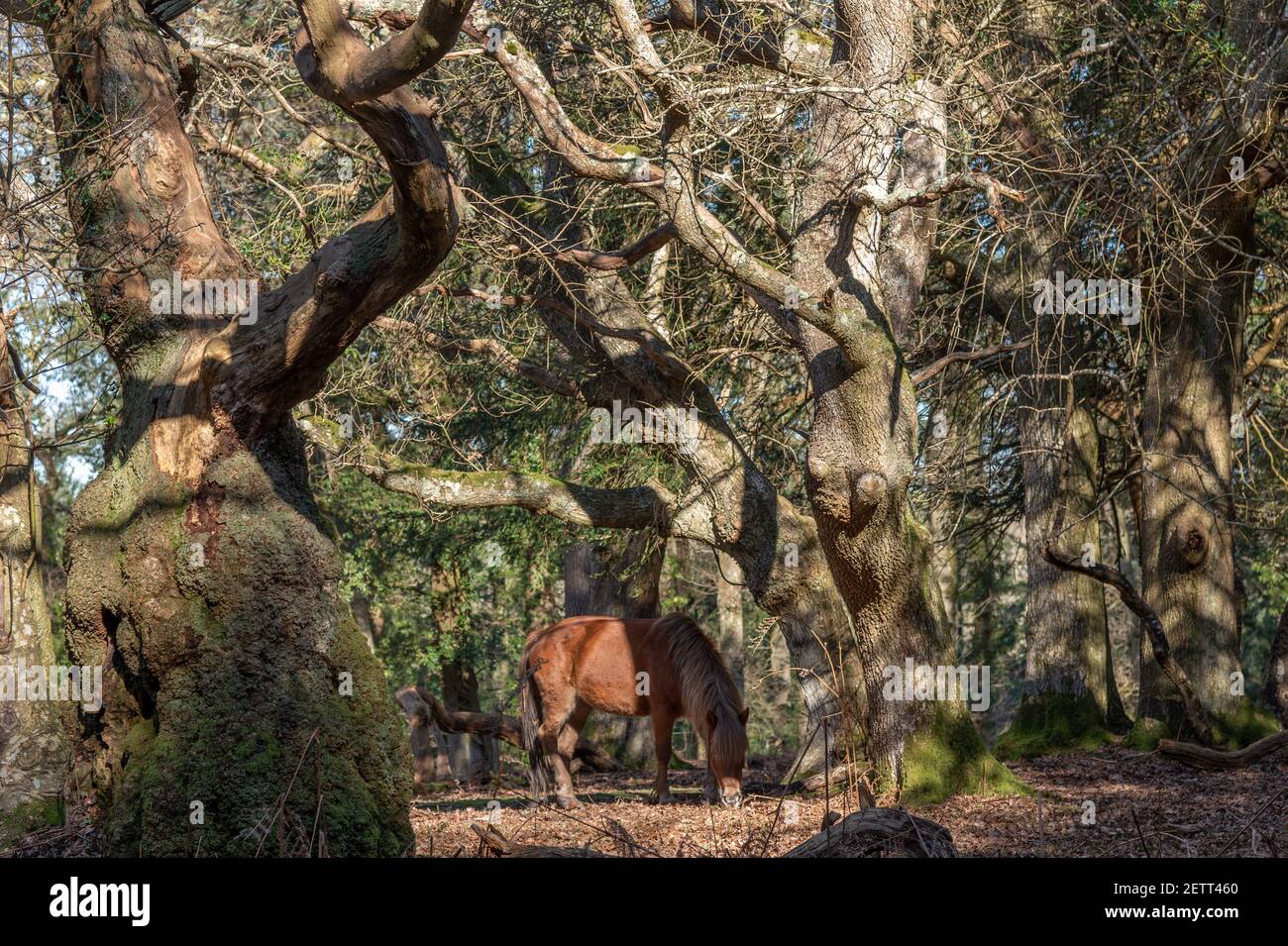 Pony in alten Eichen, New Forest Stockfoto