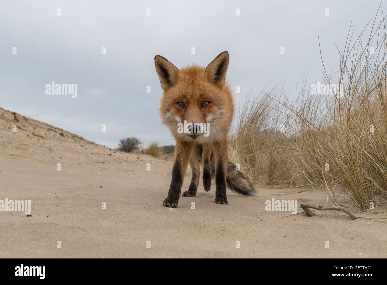 Ein neugieriger Fuchs kam, um Hallo zu sagen, fotografiert in den Dünen der Niederlande. Stockfoto