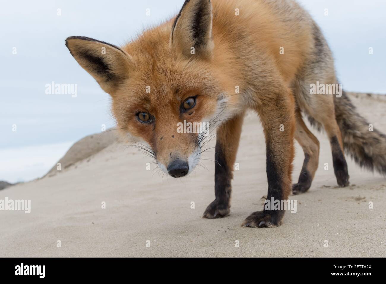 Ein neugieriger Fuchs kam, um Hallo zu sagen, fotografiert in den Dünen der Niederlande. Stockfoto