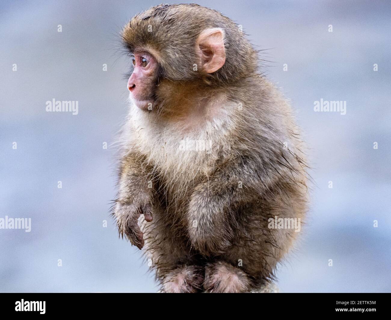 Ein junger japanischer Makaken- oder Schneemaffe, Macaca fuscata, spielt am Ufer nahe des Yokoyu Flusses im Jigokudani Monkey Park, Präfektur Nagano, Japan. Stockfoto