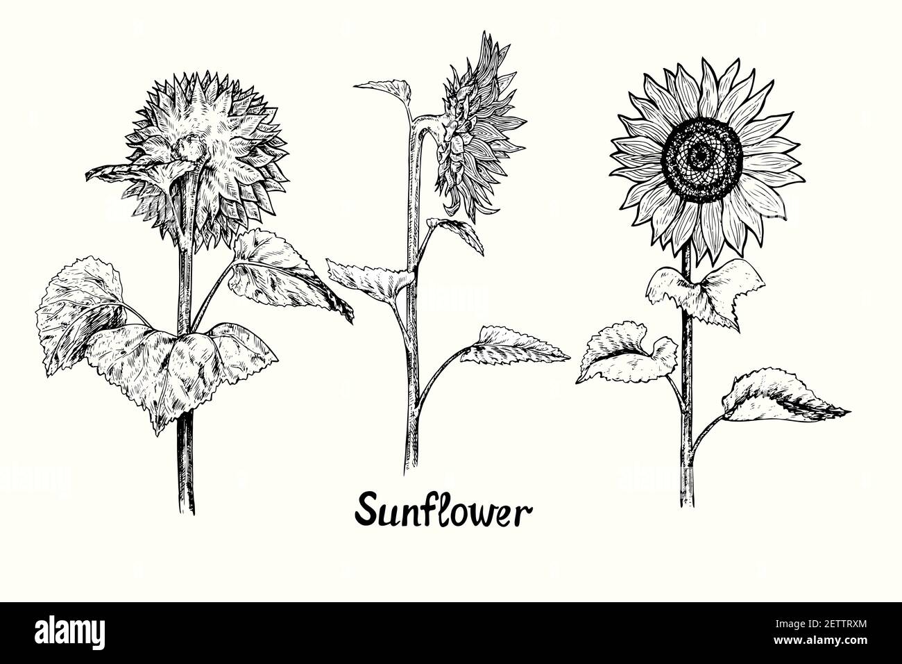 Sonnenblume Sammlung, Blume Rücken-, Seiten-und Vorderansicht, skizzieren einfache Doodle Zeichnung mit Inschrift, Tiefdruck-Stil Stockfoto