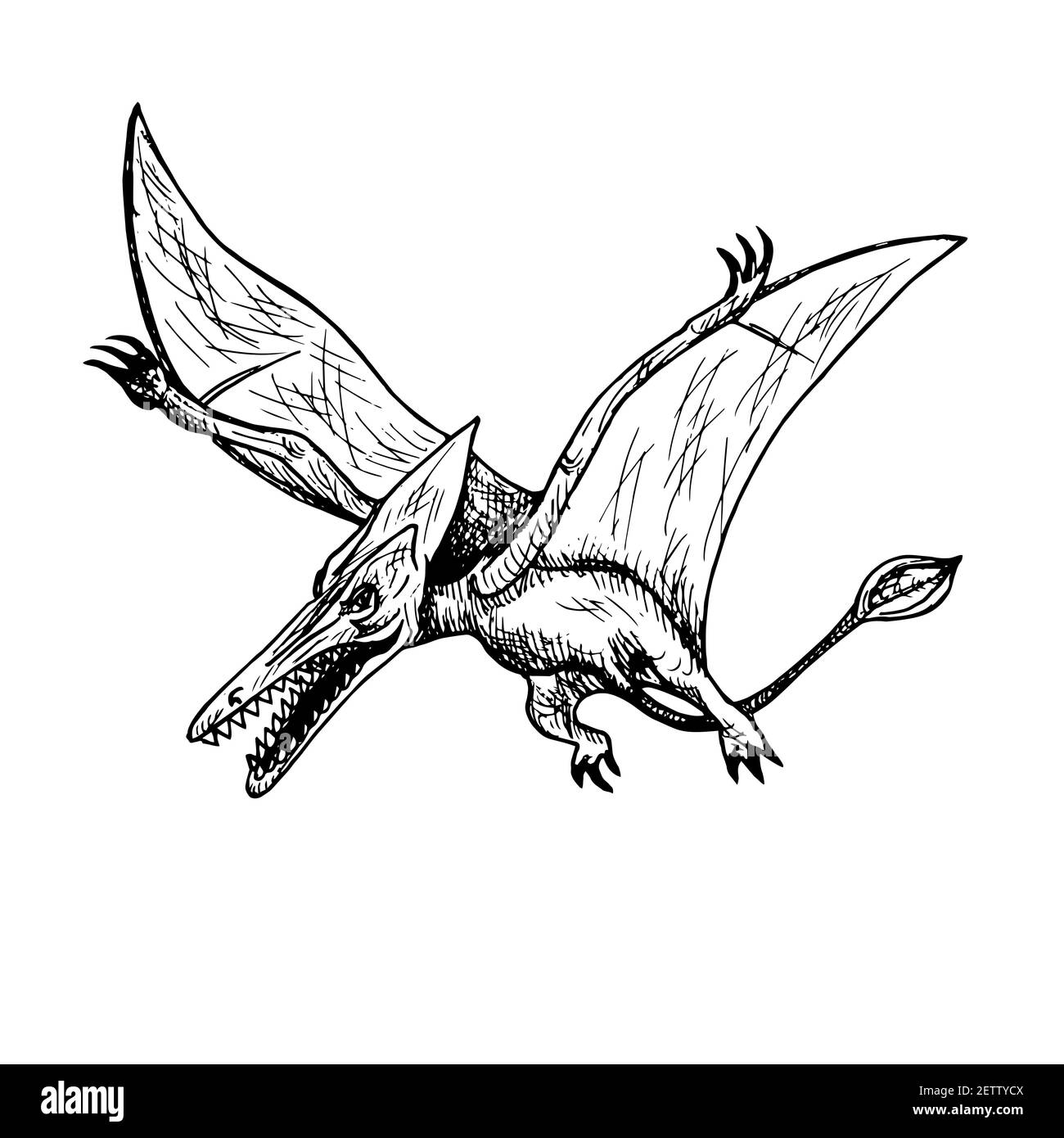 Pterodactyl, handgezeichnete schwarz-weiße Doodle Skizze, Tusche Zeichnung Illustration Stockfoto