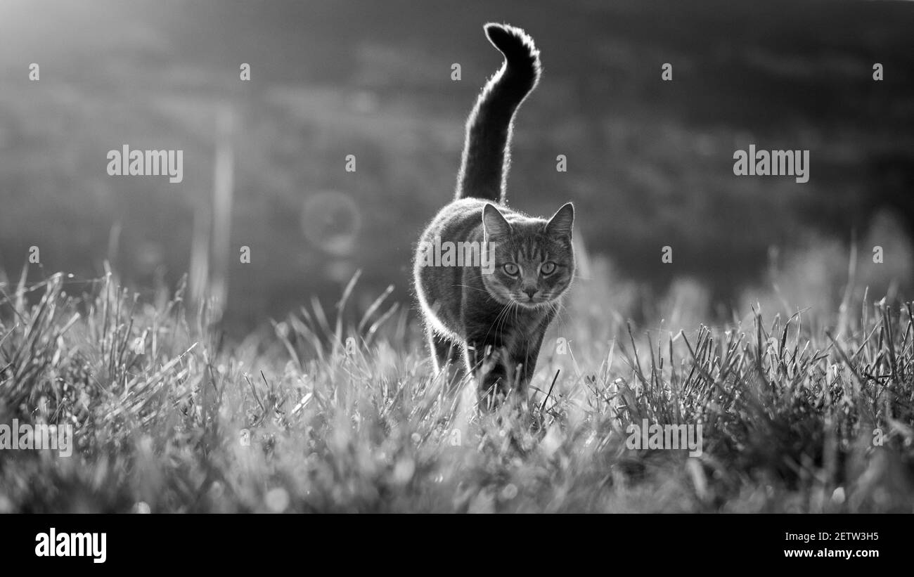 Grau gestreiftes Hauskatzenportrait mit negativem Raum Stockfoto