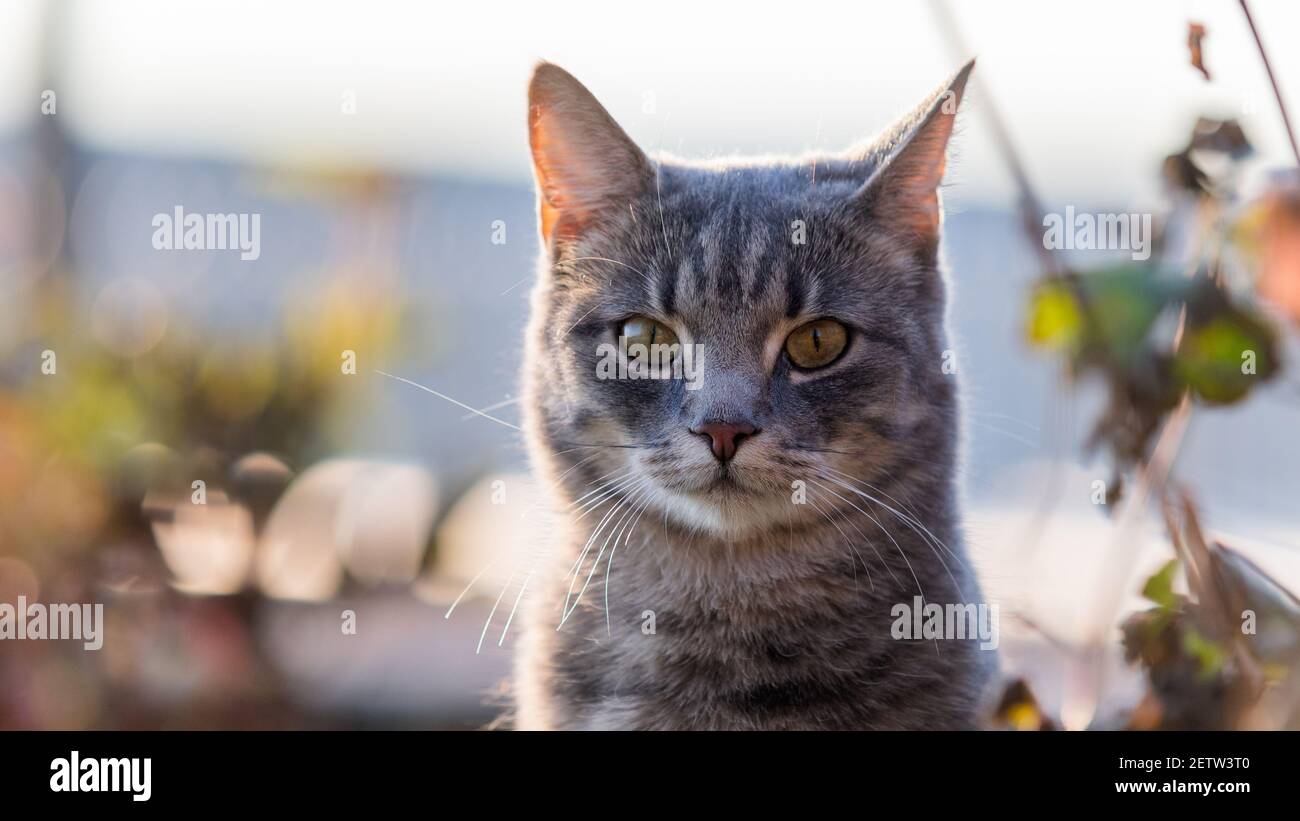 Grau gestreiftes Hauskatzenportrait mit negativem Raum Stockfoto