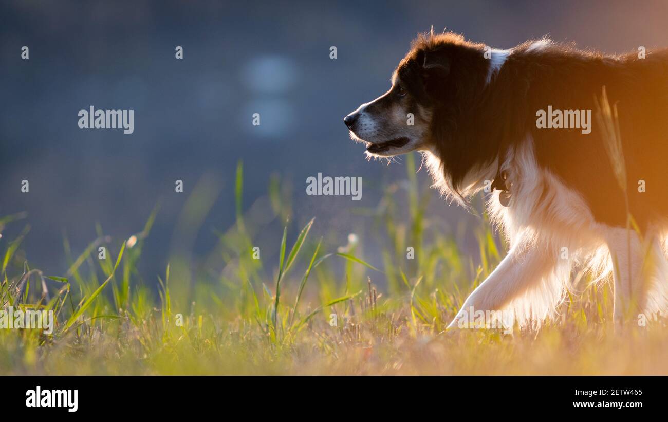 Border Collie Portrait mit negativem Raum Stockfoto