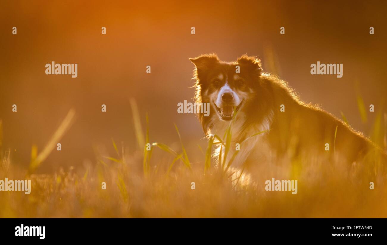 Border Collie Portrait mit negativem Raum Stockfoto