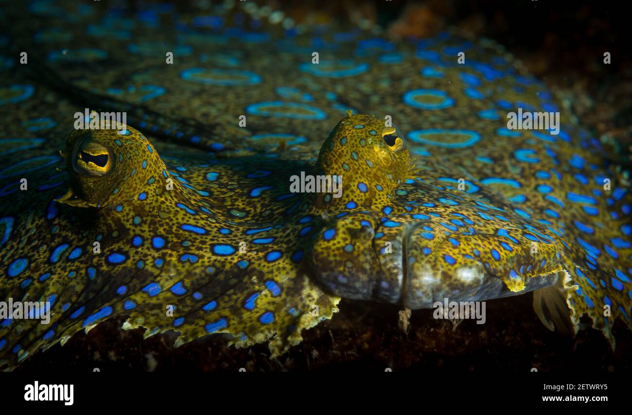 Pfauenflunder (Bothus lunatus) am Riff vor der Insel Sint Maarten, niederländische Karibik Stockfoto