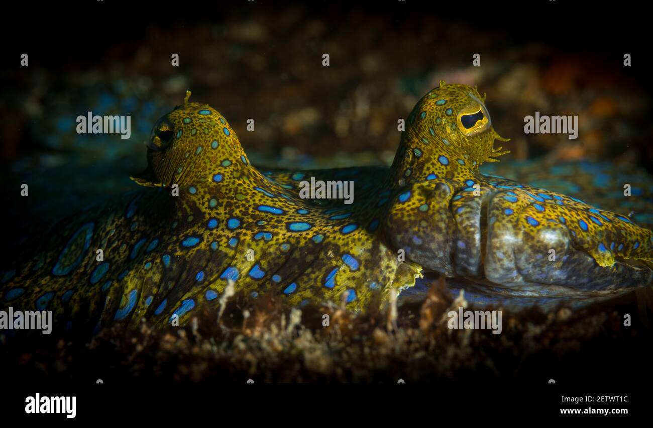 Pfauenflunder (Bothus lunatus) am Riff vor der Insel Sint Maarten, niederländische Karibik Stockfoto