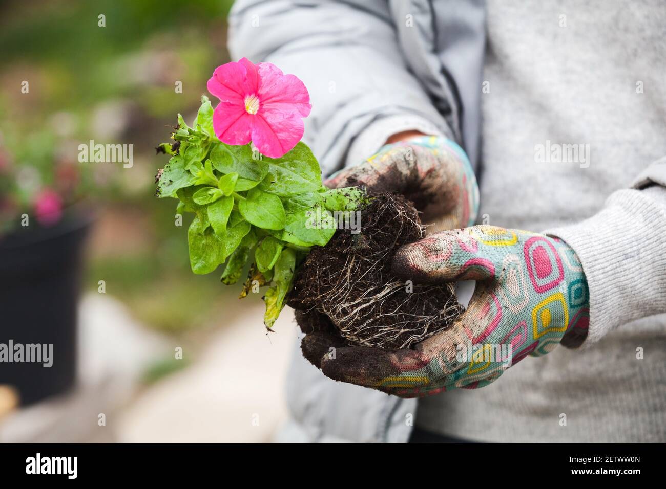 Petunia Sämling mit roter Blume ist in den Händen Gärtner, Nahaufnahme Foto mit selektiven weichen Fokus Stockfoto