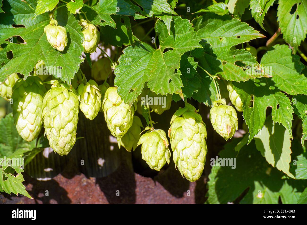 Die Früchte des Wildhopfens auf den grünen Ästen Stockfoto