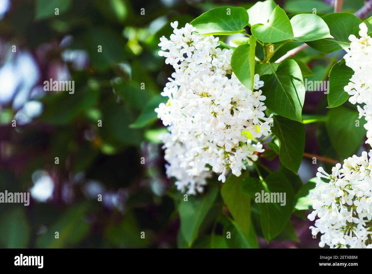Weiße Flieder blüht auf einem Busch im Garten Stockfoto