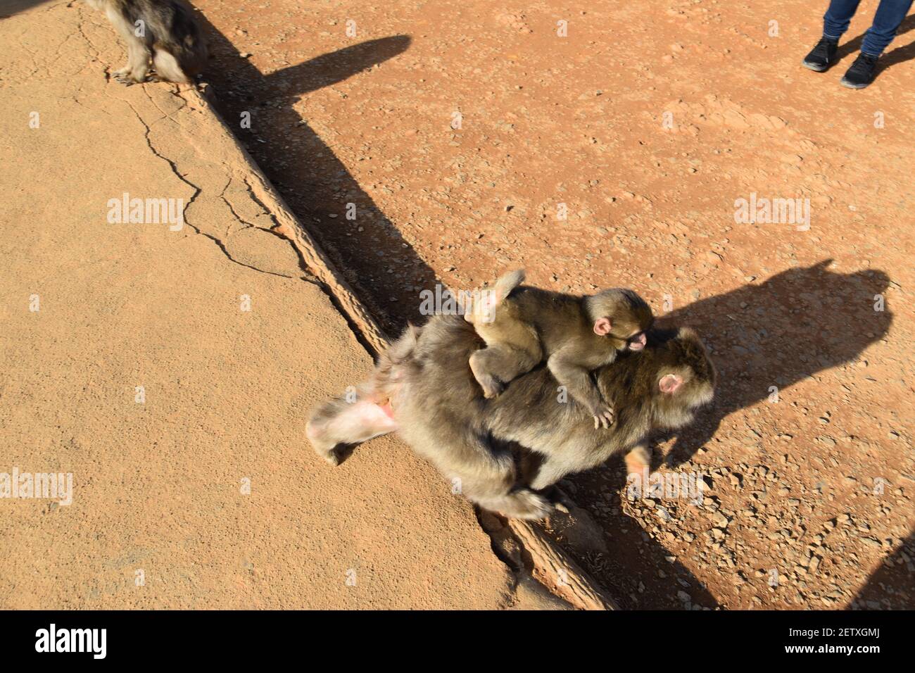 Niedliches Baby Affe auf dem Rücken ihrer Mutter Stockfoto