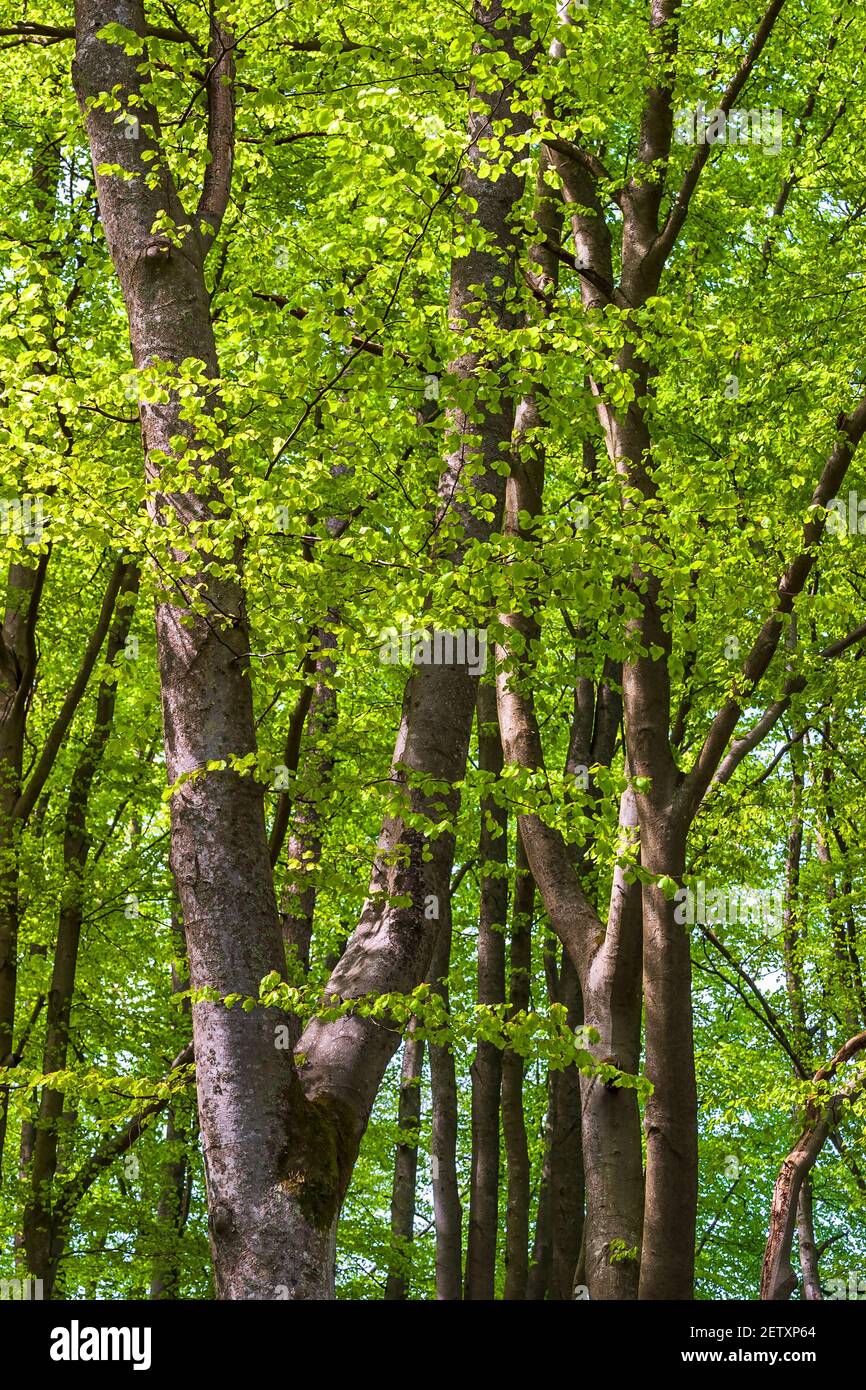 Buchenwald im Frühling in üppigem Laub Stockfoto