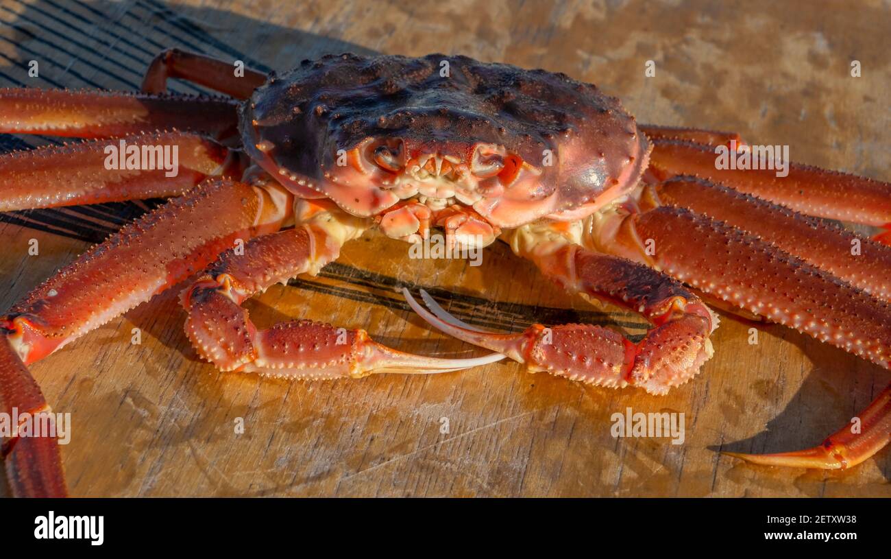 Strigun Krabbe auf Kamtschatka Stockfoto