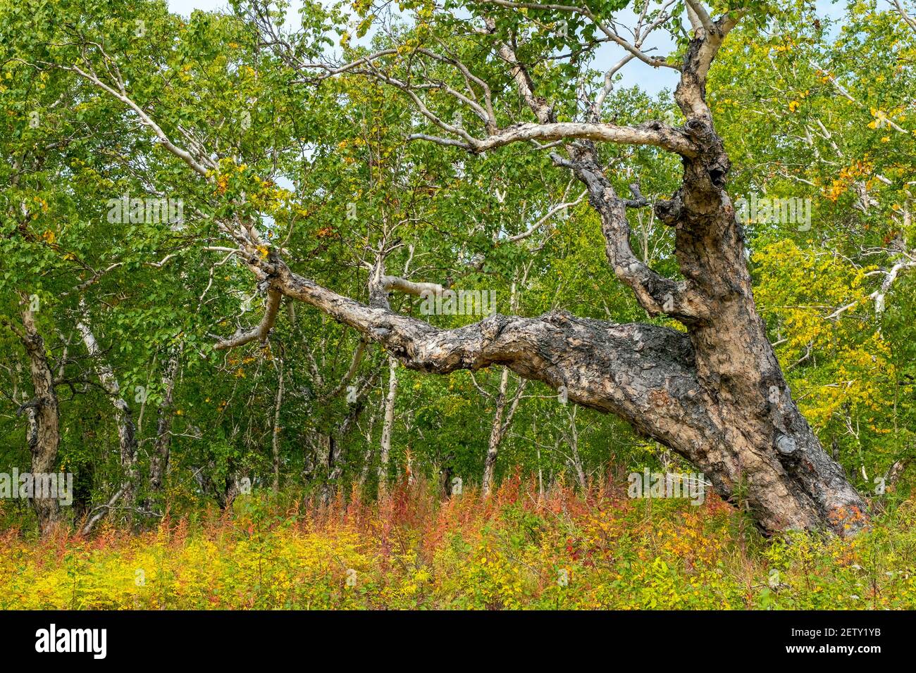 Kamtschatka Stein Birke alten Baum Stockfoto