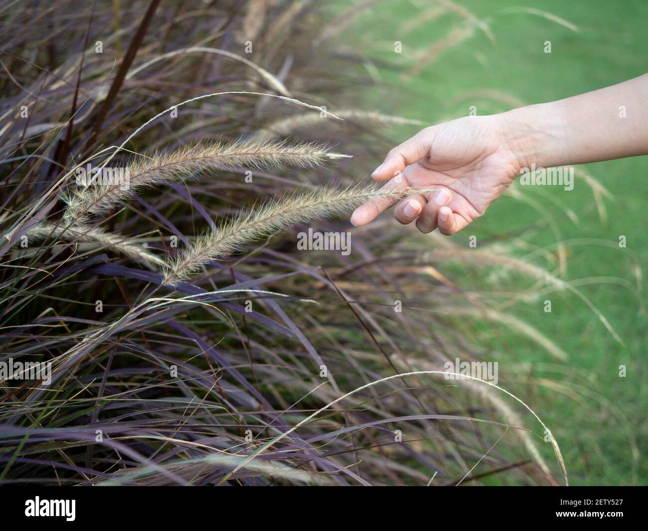 Die Hand der Frau berührt das wilde Gras. Nahaufnahme Hand Feeling die Wiese. Stockfoto