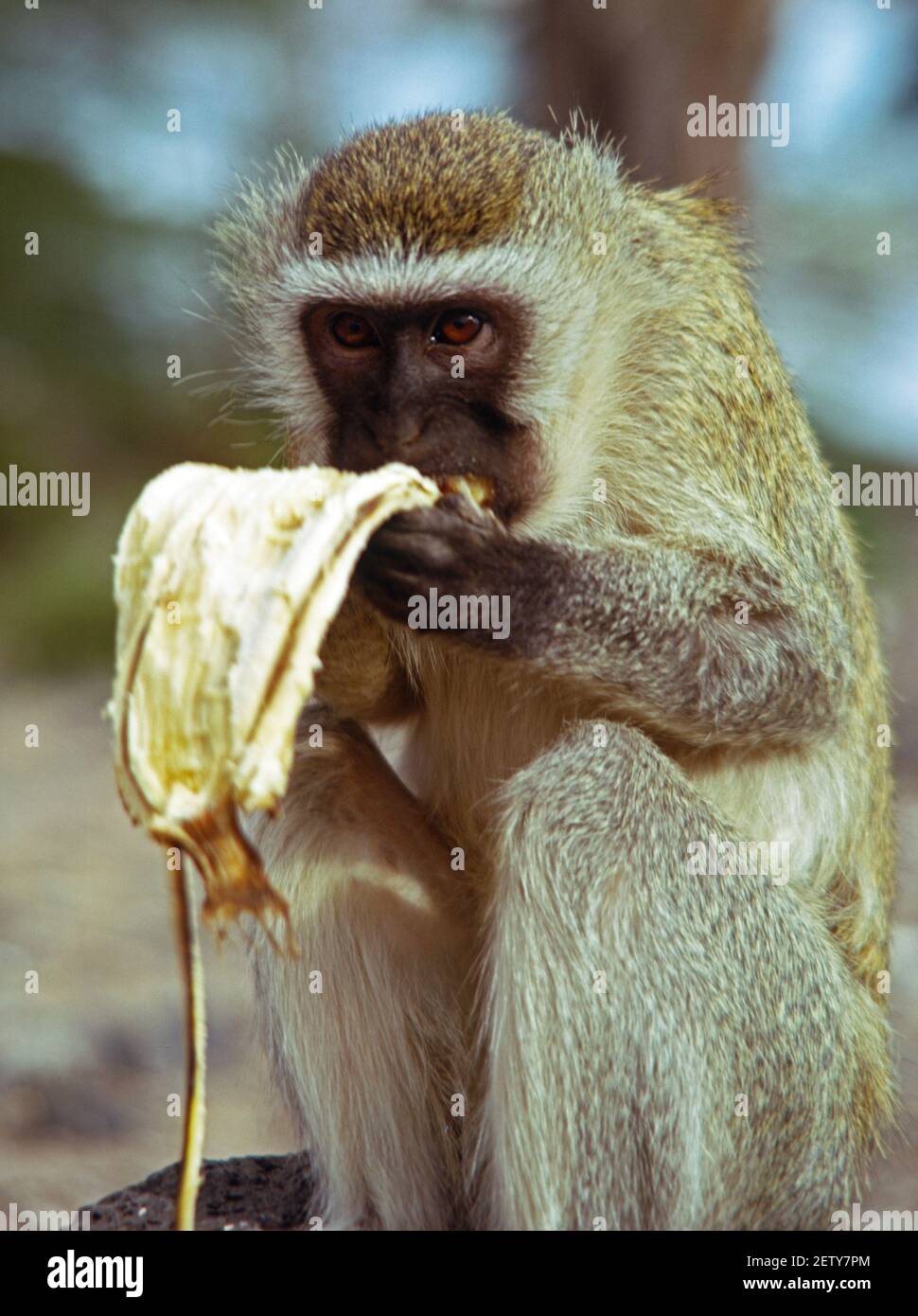 Affengeschäft 3 Stockfoto