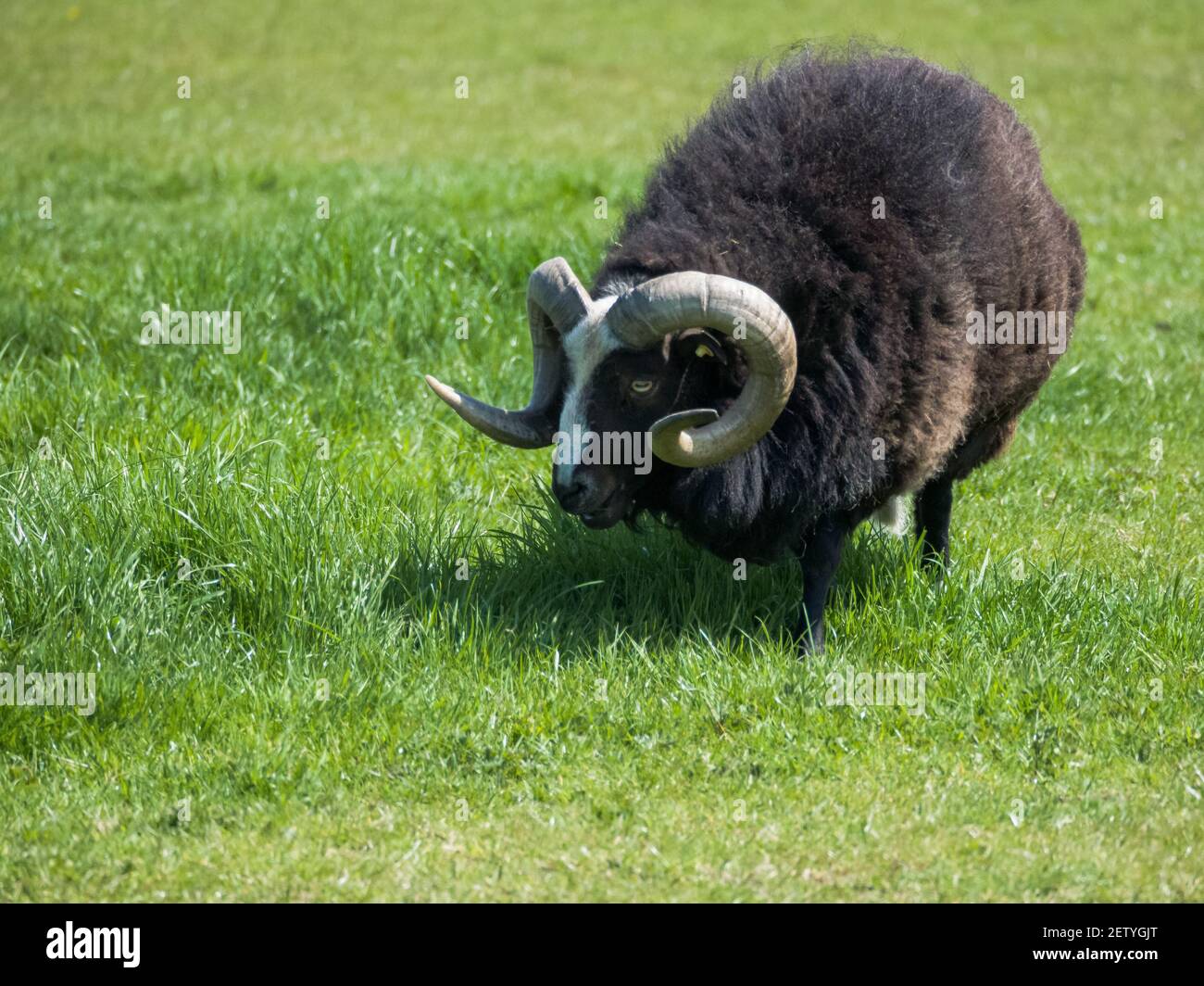 Einsamer schwarzer RAM mit langen lockigen Hörnern, grast an einem Sommertag auf einer Wiese. Stockfoto