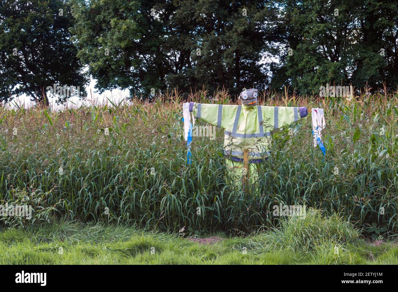 Einfache Vogelscheuche, die eine Jacke mit hoher Sichtbarkeit (Hi-vis) in einem Maisfeld trägt. Stockfoto
