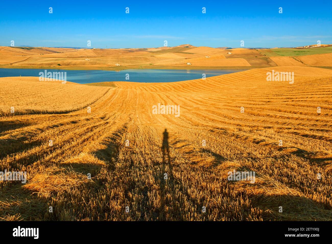 Schattenmann auf dem geernteten Weizenfeld. Zwischen Apulien und Basilikata: Fotografieren der Landschaft. (ITALIEN) Stockfoto