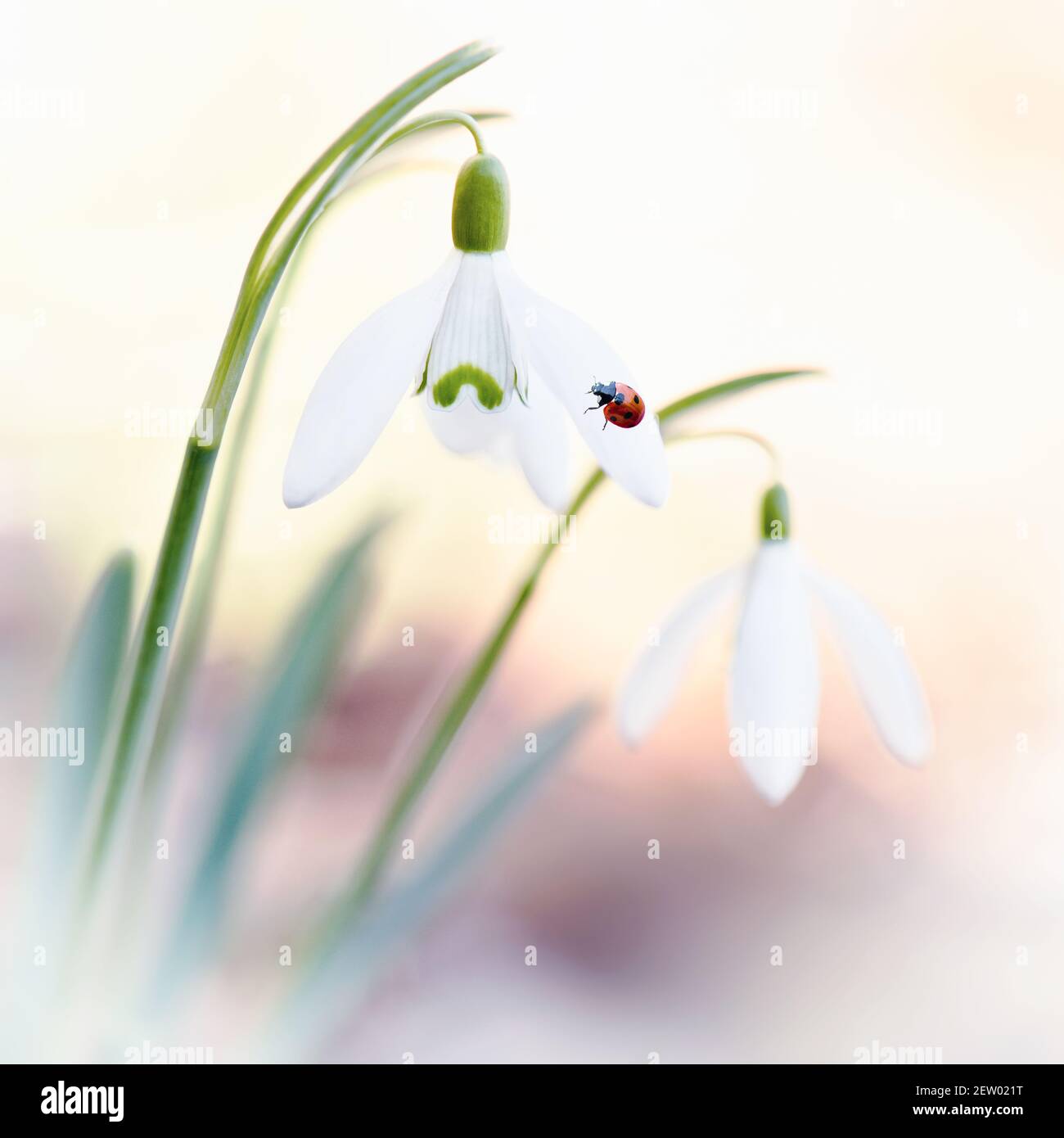 Eine hübsche Nahaufnahme eines Schneeglöckchen-Paares - galanthus nivalis mit Marienkäfer oder Marienkäfer, der auf einem Schneeglöckchen-Blütenblatt ruht, heller unscharfer Hintergrund. Stockfoto
