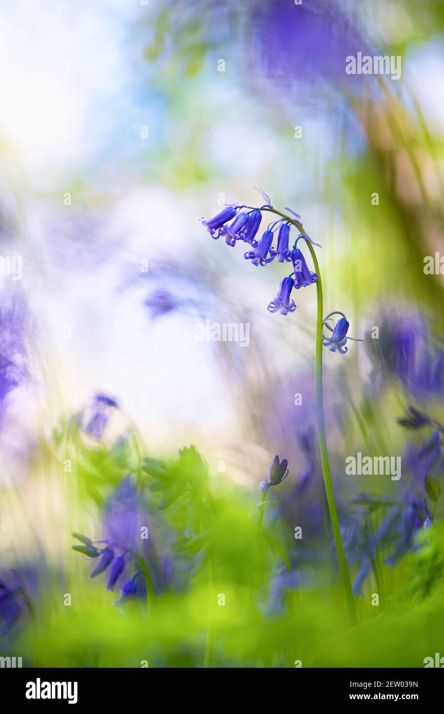 Die Bluebell (hyacinthoides non-scripta) ist eine der beliebtesten Blumen Großbritanniens. Ich wollte eine neue Perspektive finden, aus der ich diesen Fluss fotografieren konnte Stockfoto