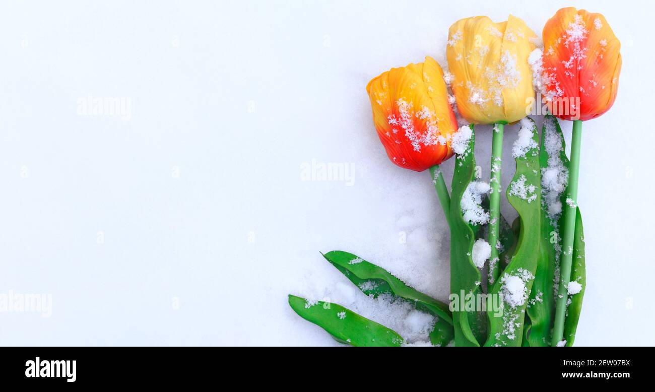 Gelbe und rote große Tulpen liegen im Schnee. Grußkarte. Winter oder Frühling. Speicherplatz kopieren Stockfoto