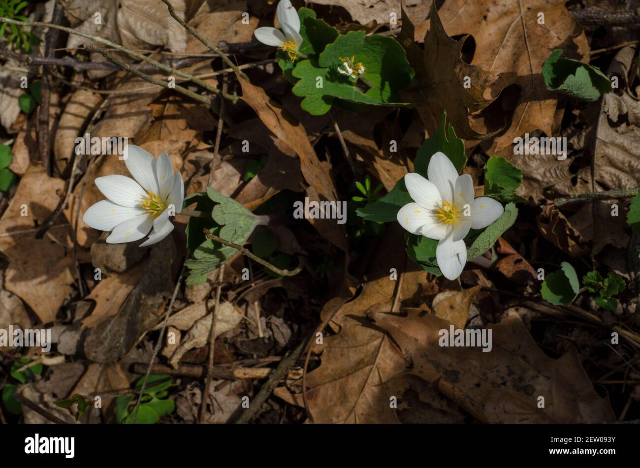 Einheimische Wildblumen blühen im frühen Frühjahr Stockfoto