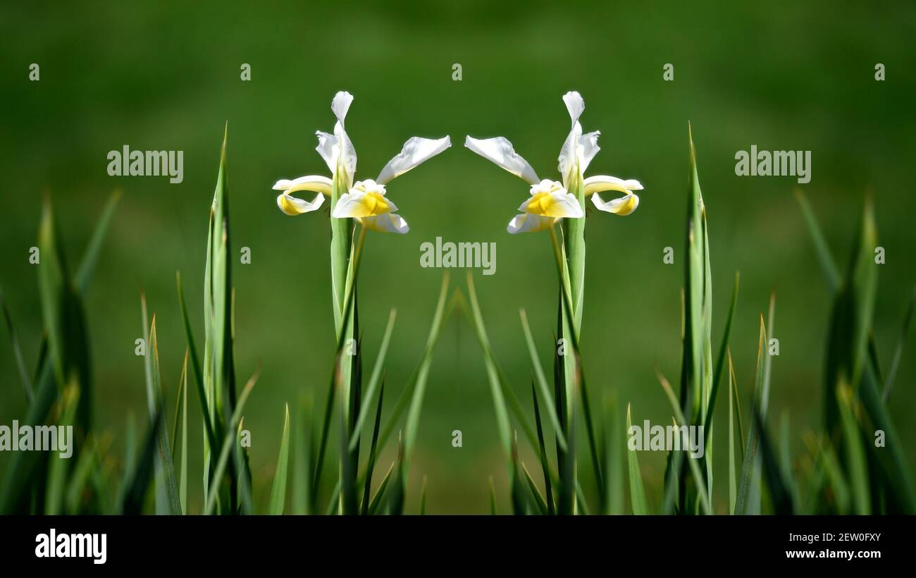 Iris albicans, eine Erbstück blühende Pflanze mit rein weißen Blütenblättern und blattartigen grau-grünen Blättern auf einer natürlichen Frühlingskomposition. Stockfoto