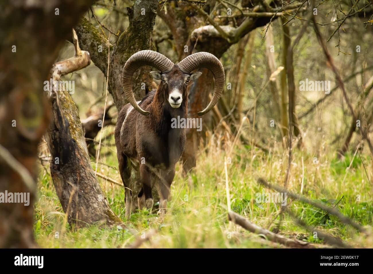 Schüchterner Mufflon-Widder mit langen gebogenen Hörnern, die in die Kamera schauen Im Frühlingswald Stockfoto