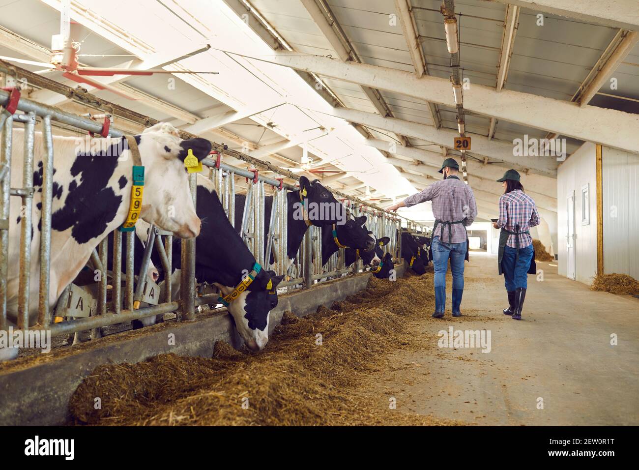 Zwei moderne Farmarbeiter in Overalls gehen an einer Reihe von Kühen in einer Scheune vorbei und inspizieren sie. Stockfoto