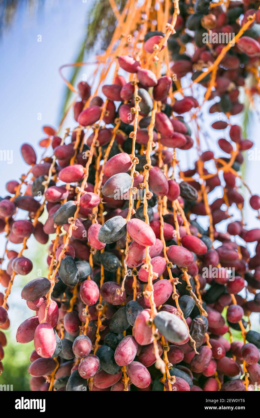 Mediterrane Datteln wachsen auf einer Palme in Zypern. Sie sind reif und bereit zu essen. Stockfoto