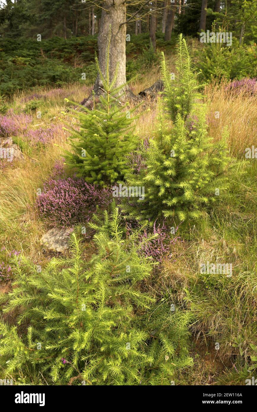Junge Sitka-Fichte (Picea sitchensis) Bäume, Kielder Forest, Northumberland, England, UK Stockfoto