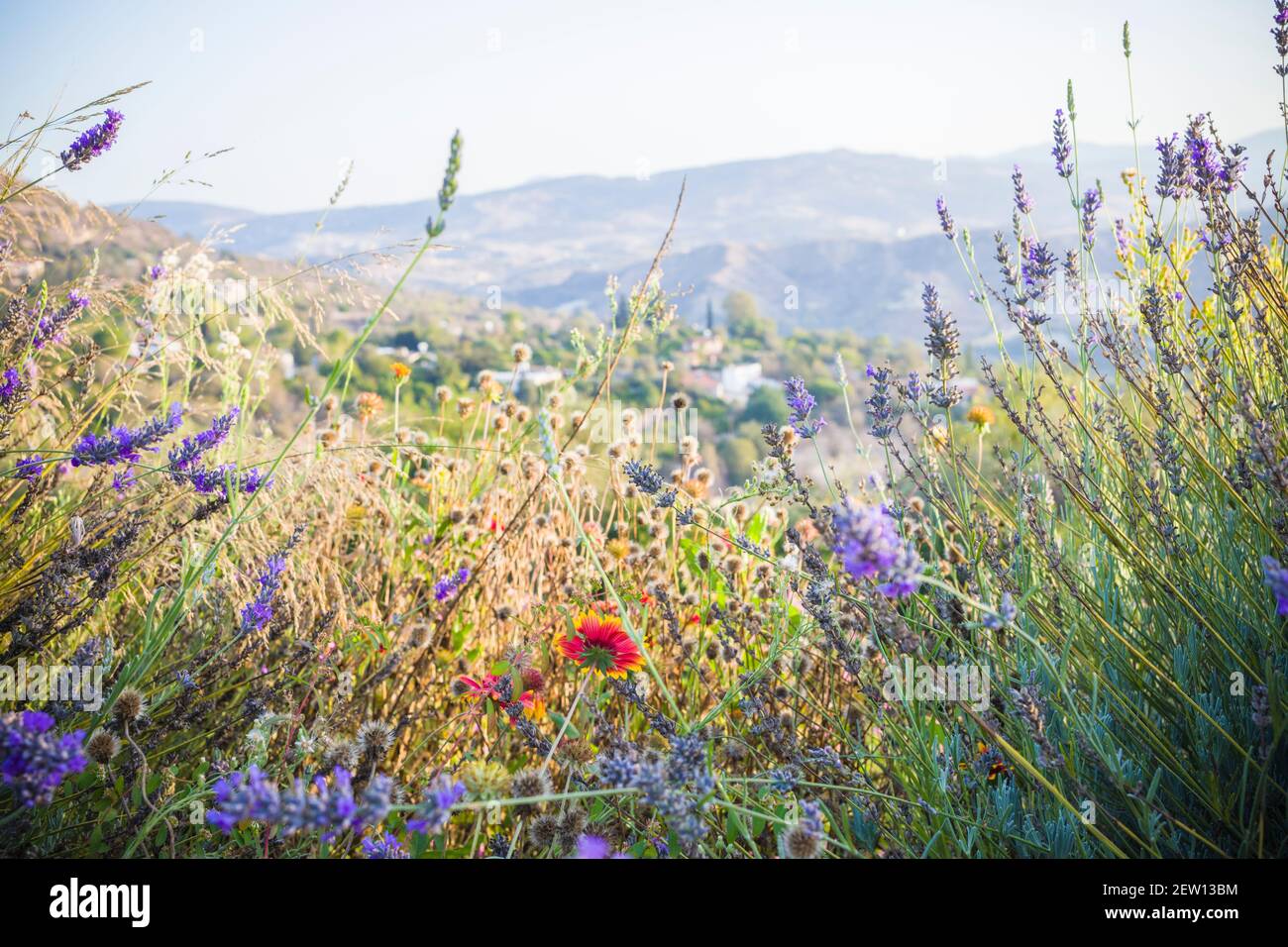 Eine Mischung aus wilden Blumen, die in einem kleinen Dorf wachsen Gelegen in den Hügeln von Zypern Stockfoto