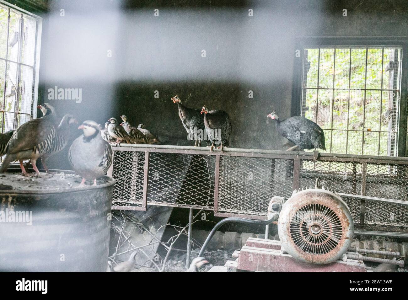 Eine Auswahl von Wildvögeln in einem alten stillgelegten Schuppen eingeschlossen. Rebhühner und Guineavögel sind zu sehen. Stockfoto