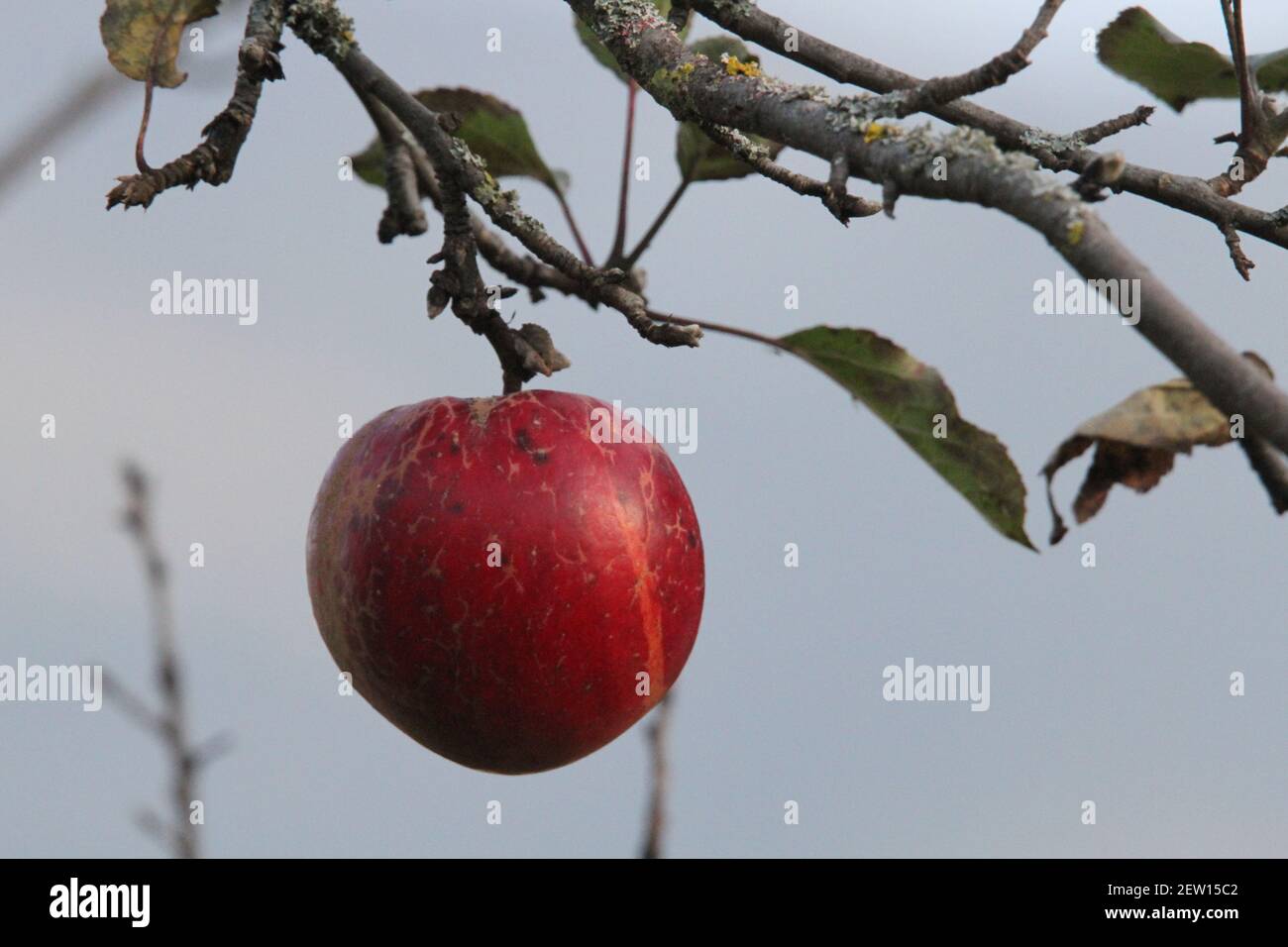 Mein Spaziergang inInterlaken SchweizWunderschöne Landschaft für Buchgestaltung Kalender Design Hintergrund mit wunderbaren Apfelbaum Stockfoto