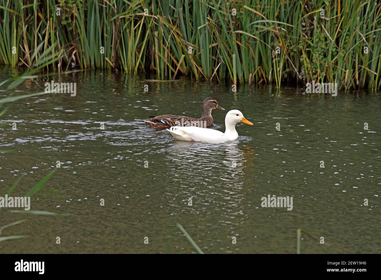 Ein Paar Mallards (Anas platyrhynchos) schwimmen zusammen in den Feuchtgebieten in Southen England. Das Männchen ist eine komplett whaitische Variante. Stockfoto