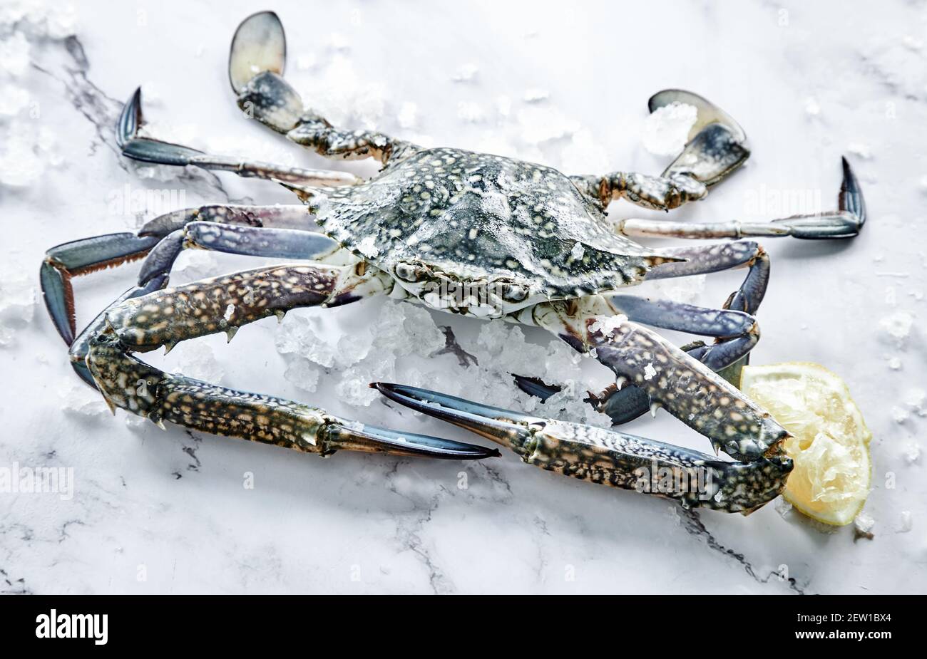 Von oben von ungekochten Krabben mit Krallen und Schale auf Eiswürfel in der Nähe von frischer Zitrusfrucht-Scheibe Stockfoto