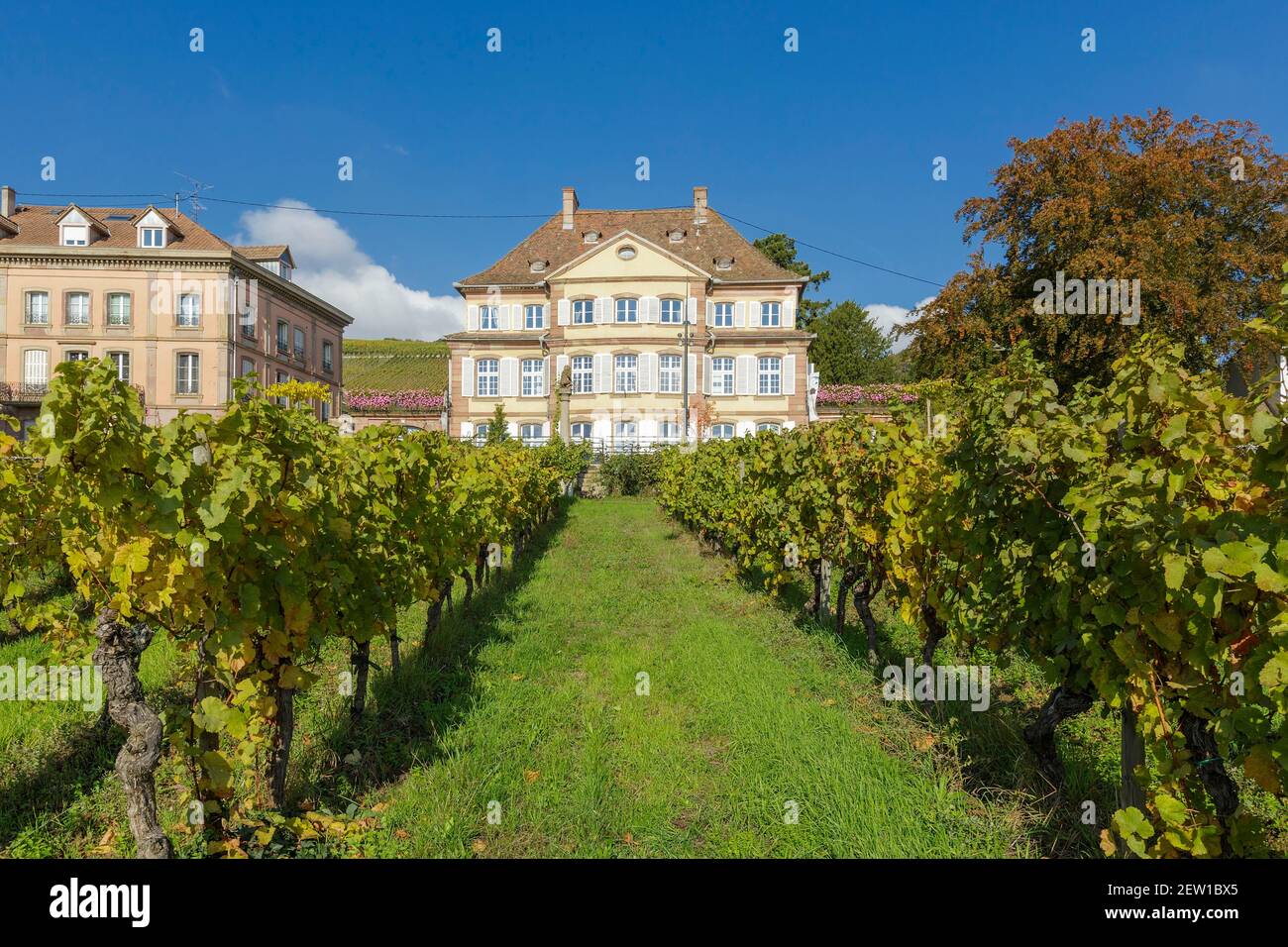 Frankreich, Bas Rhin, Route des vins d'Alsace (Route der alsacianischen Weine), Barr, Weinberg vor der Folie Marco ein ehemaliges Haus im 18th. Jahrhundert erbaut heute lokales Kunstmuseum Decoratifs in der rue du Docteur Sultzer (Docteur Sultzer Straße) Stockfoto