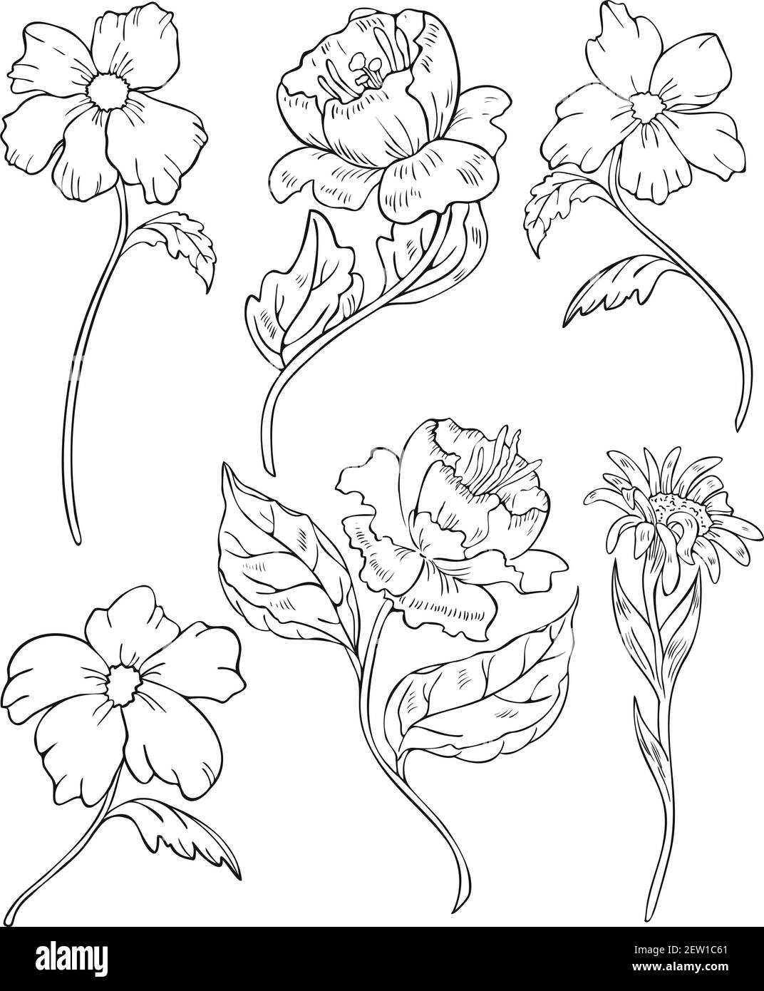 Vektor-Illustration Set von schwarzen und weißen blühenden Blumen. Blumen Silhouetten Design für ausmalen. Stock Vektor