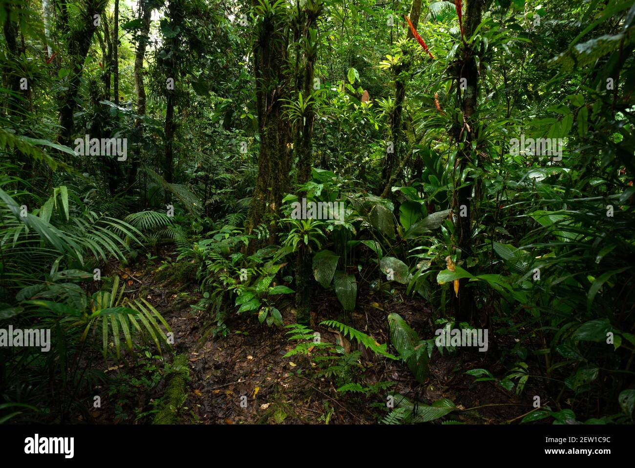 Üppige Vegetation im Atlantischen Regenwald von Süd-Brasilien Stockfoto