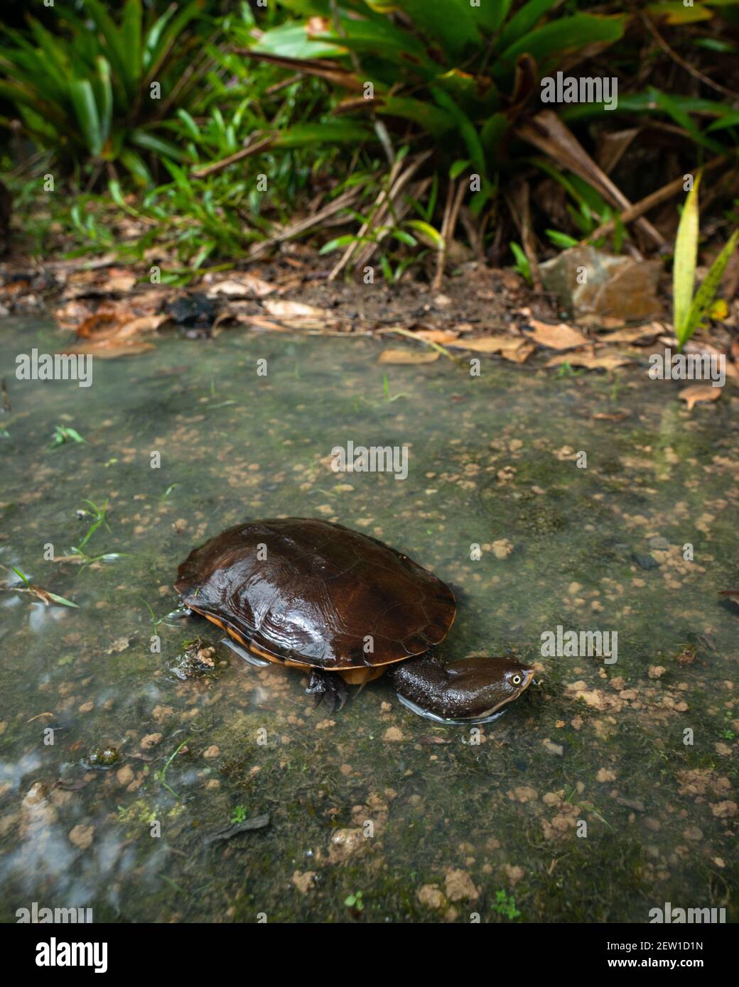 Eine brasilianische Schlangenhalsschildkröte (Hydromedusa maximiliani) Aus dem Atlantischen Regenwald von Süd-Brasilien Stockfoto