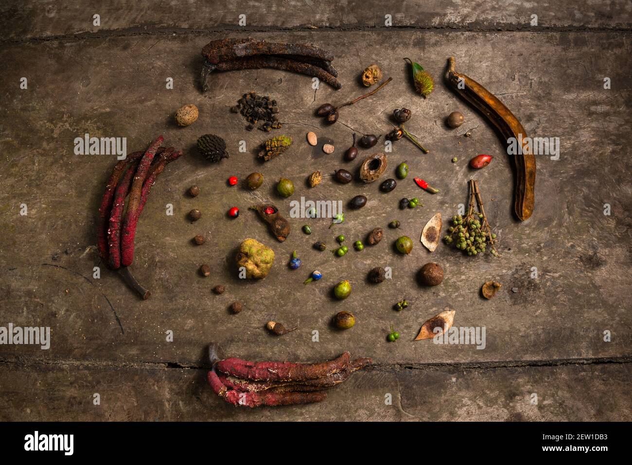 Abwechslungsreiche Samen und Früchte auf dem Boden in der gesammelt Atlantischer Regenwald von Süd-Brasilien Stockfoto