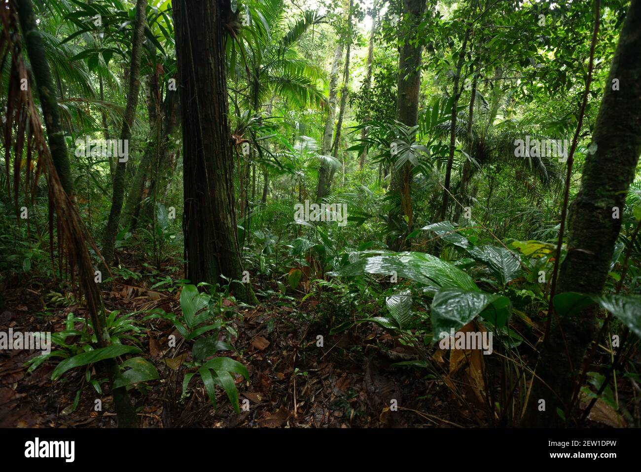 Das nasse Innere des atlantischen Regenwaldes von Süd-Brasilien Stockfoto