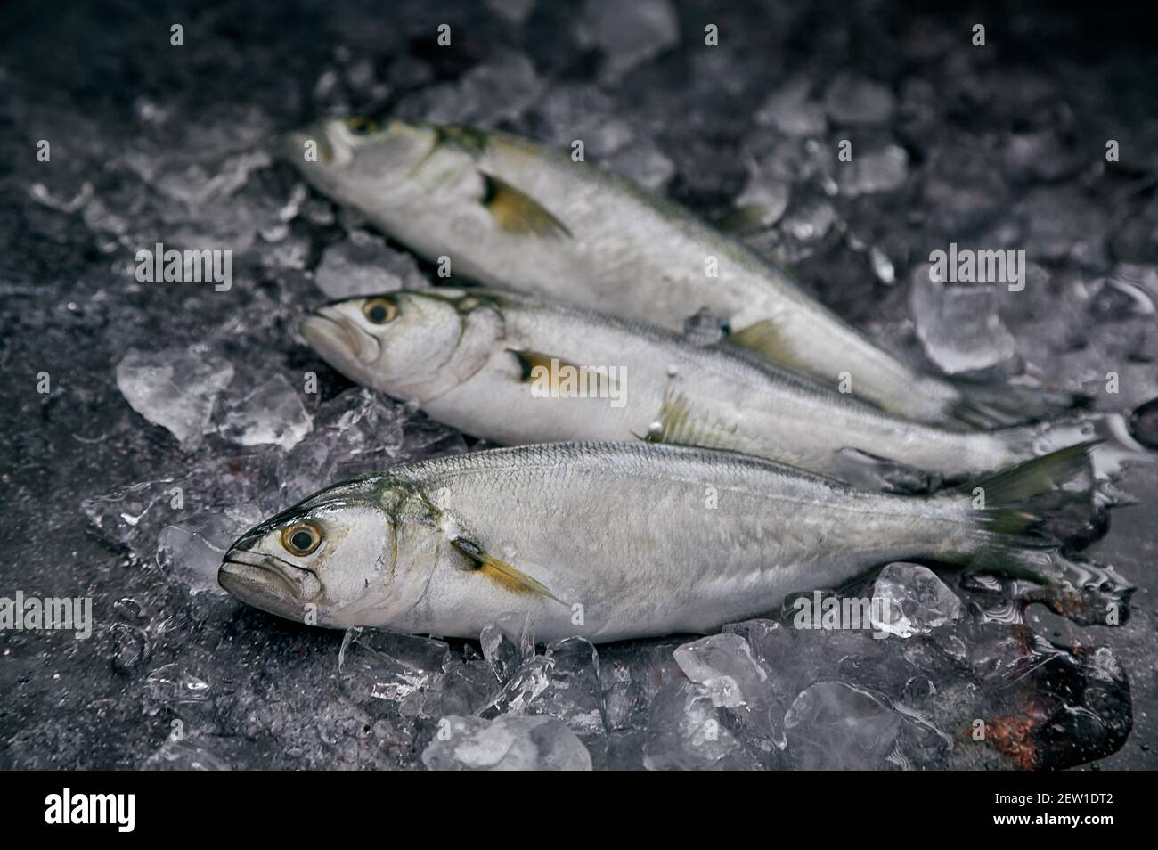 Blaufisch Stockfotos Und Bilder Kaufen Alamy