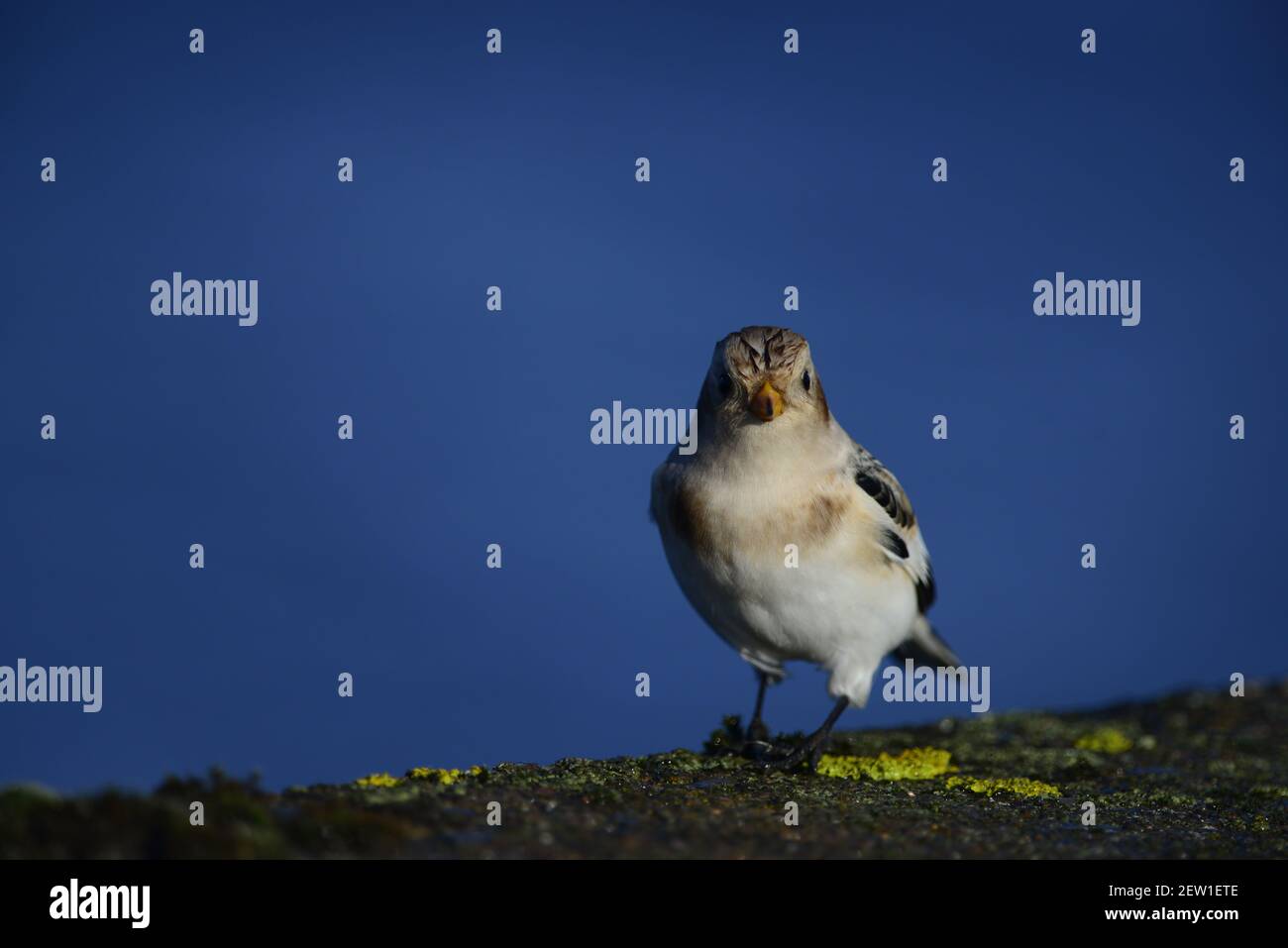 Snow bunting Stockfoto